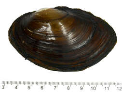 Image of <i>Sinanodonta schrenkii</i> Lea 1870