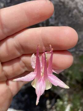 Image of Mancos columbine