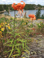 Image of Tiger lily