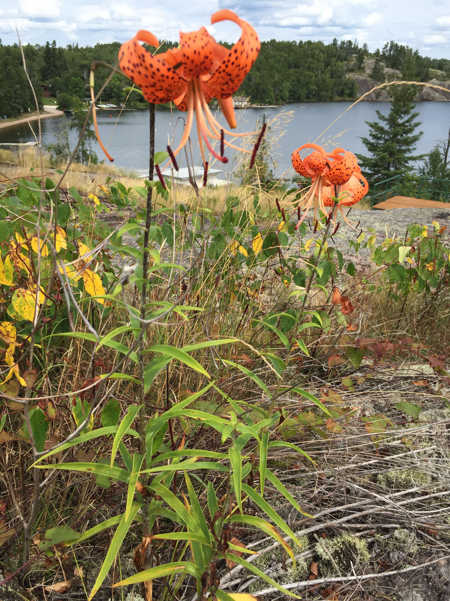 Image of Tiger lily