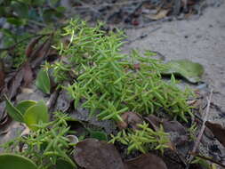 Image of Thread Stonecrop