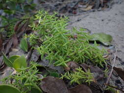 Image of Crassula expansa subsp. filicaulis (Haw.) Tölken