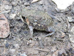 Image of Power’s Rain Frog