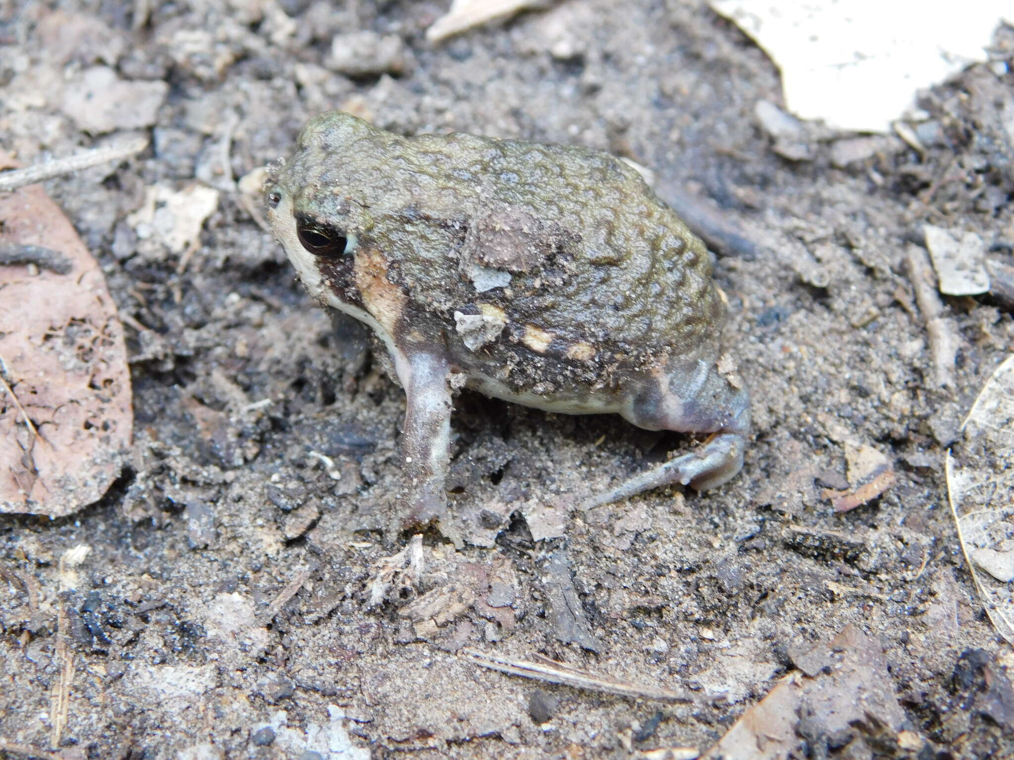 Image of Power’s Rain Frog