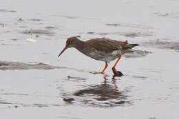 Image of Common Redshank