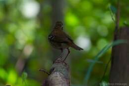 Image of Spot-winged Thrush