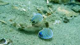 Image of Bight gurnard