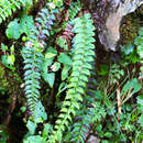 Plancia ëd Polystichum nepalense (Spreng.) C. Chr.