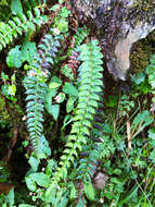 Polystichum nepalense (Spreng.) C. Chr. resmi