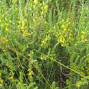Image of Aspalathus ericifolia L.