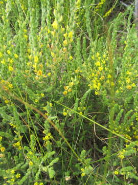 Image of Aspalathus ericifolia L.