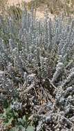 Image of Otanthus maritimus subsp. maritimus