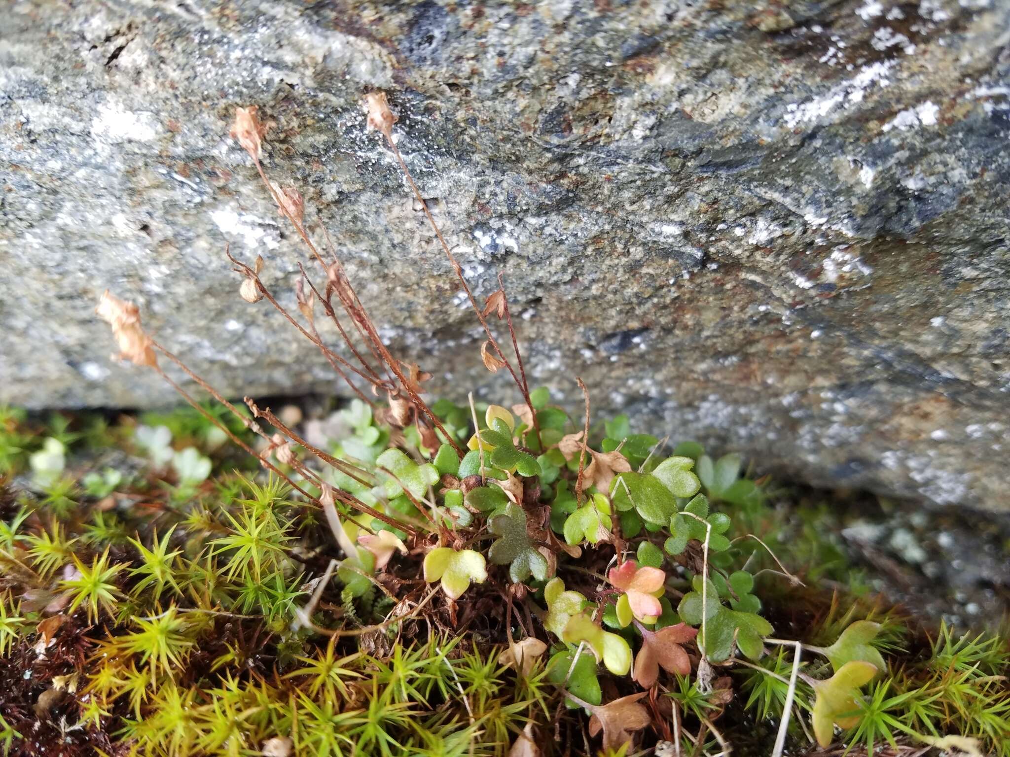 Image of pygmy saxifrage