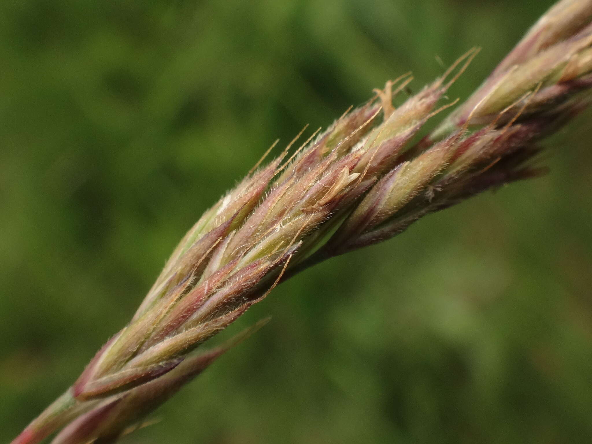 Image of Festuca rupicola Heuff.