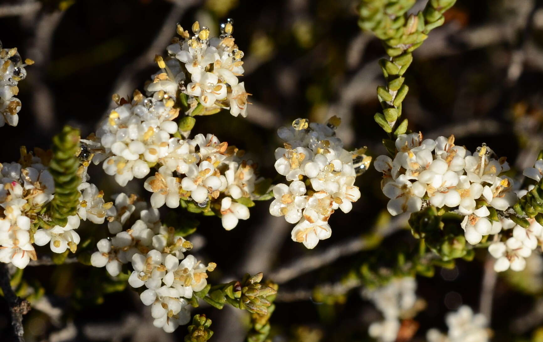 Image of Macrostylis cauliflora I. J. M. Williams