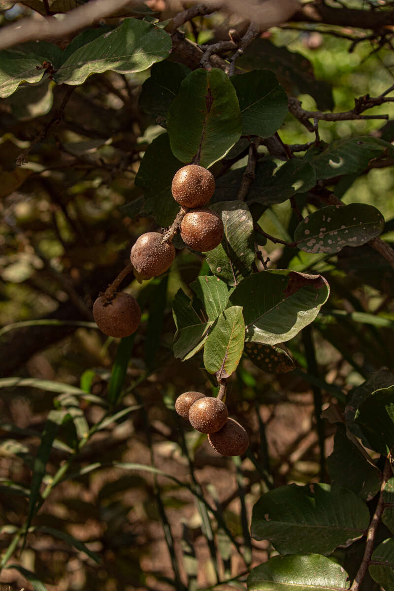 Sivun Neocarya macrophylla (Sabine) Prance ex F. White kuva