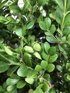 Image of Boxwood Psyllid