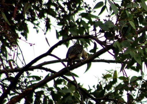 Image of Golden-fronted Woodpecker