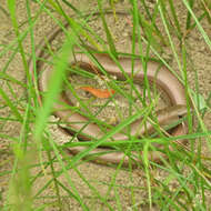 Chalcides chalcides (Linnaeus 1758) resmi