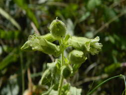 Image of Spalding's Catchfly