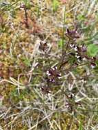 Image of Small-Flower Lousewort