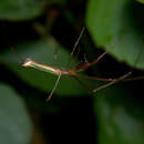 Image de Tetragnatha viridorufa Gravely 1921