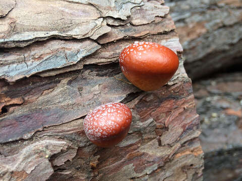 Image of Cryptoporus sinensis Sheng H. Wu & M. Zang 2000