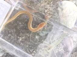 Image of Giant Long-finned Eel