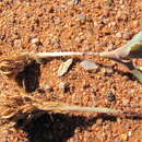 Image of Moraea longipes Goldblatt & J. C. Manning