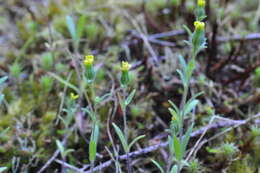 Слика од Madia gracilis (Sm.) Keck & J. Clausen ex Applegate