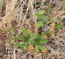 Plancia ëd Acaena pinnatifida Ruiz & Pav.