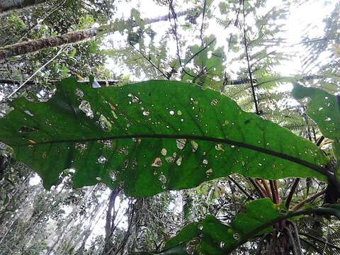 Image of Anthocleista amplexicaulis Baker