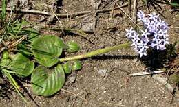 Image of Pentanisia prunelloides subsp. latifolia (Hochst.) Verdc.