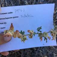 Image of gooseberryleaf globemallow