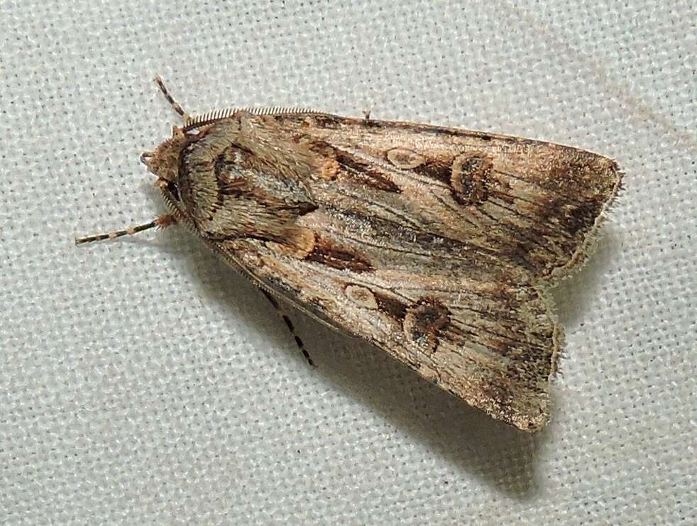 Image of Agrotis munda Walker 1856