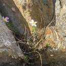 Image de Thaminophyllum latifolium P. Bond