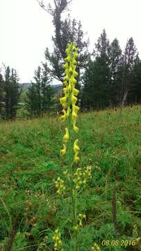 Image of Aconitum barbatum Pers.