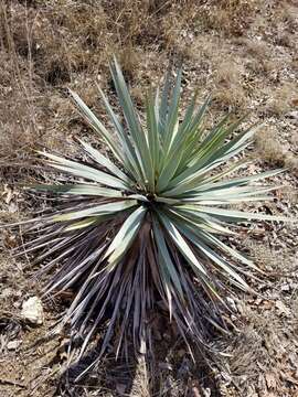 Image of twistleaf yucca