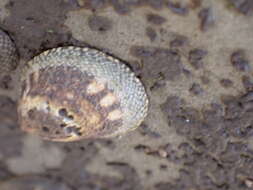 Image of Lottia paradigitalis (Fritchman 1960)