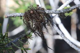 Image of Nodobryoria abbreviata (Müll. Arg.) Common & Brodo