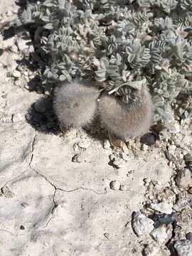 Image of Ash Meadows milkvetch