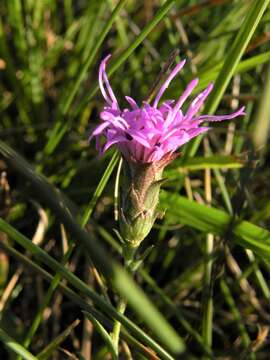 Image de Liatris bracteata Gaiser