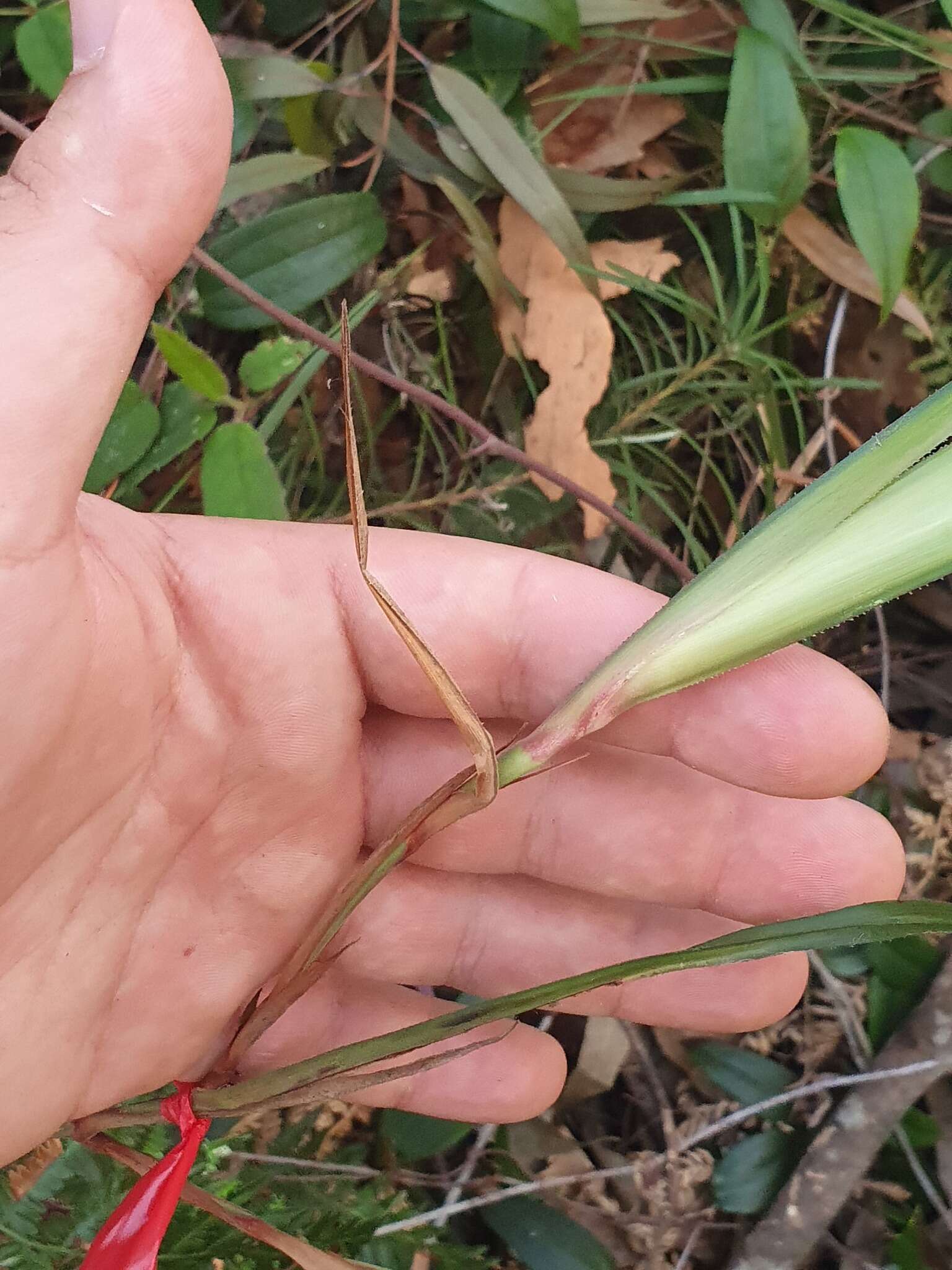 Image of Dianella caerulea var. producta R. J. F. Hend.