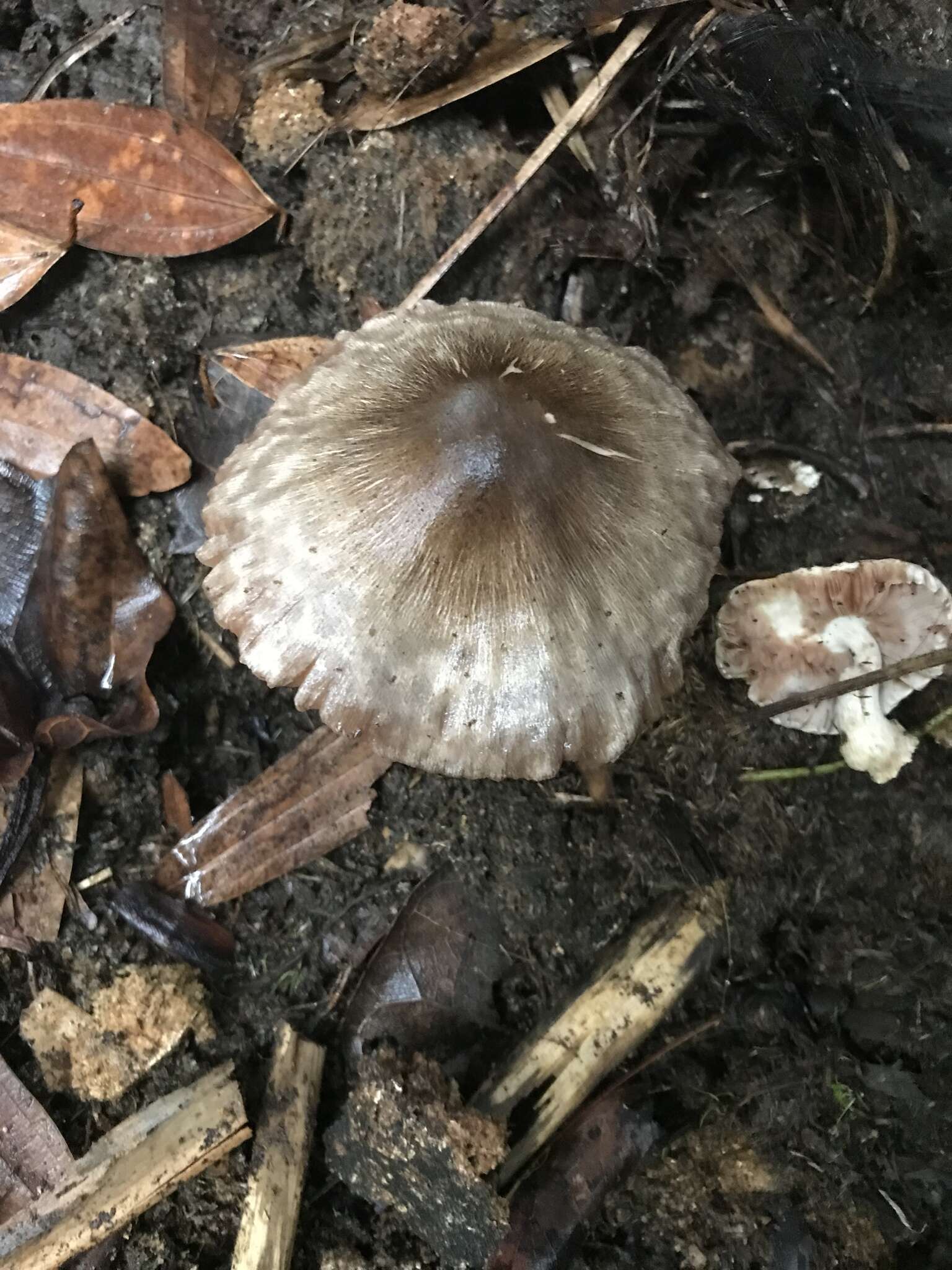 Image of straw mushroom