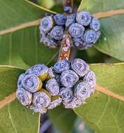 Image of Eucalyptus neglecta Maiden