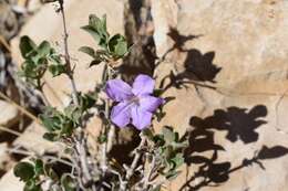 Image of Parry's wild petunia