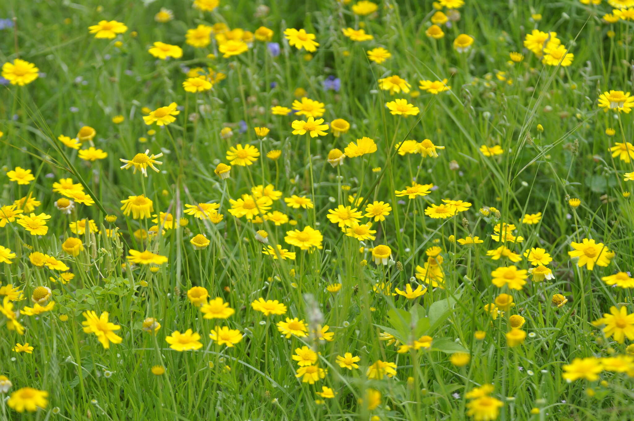 Image of fineleaf fournerved daisy