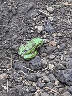 Image of Gastrotheca pseustes Duellman & Hillis 1987