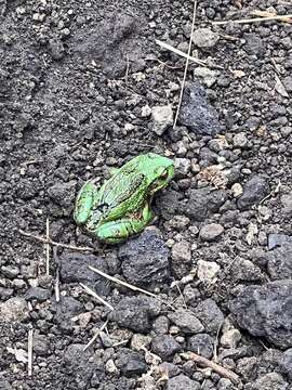 صورة Gastrotheca pseustes Duellman & Hillis 1987