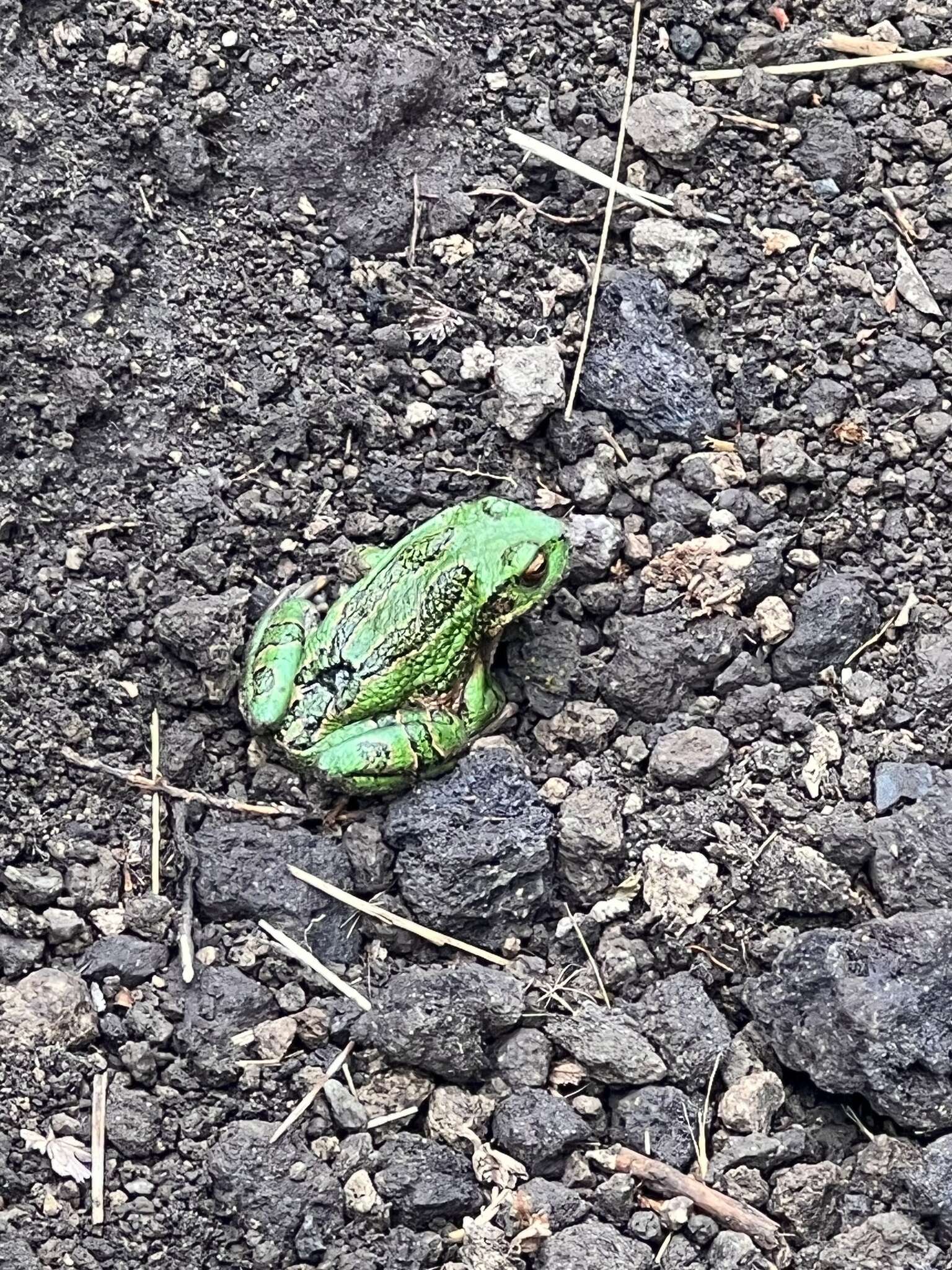 Gastrotheca pseustes Duellman & Hillis 1987的圖片